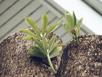 Close-up of plants