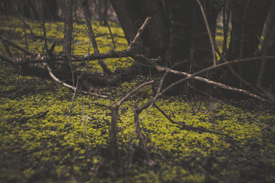 Close-up of tree trunk in forest