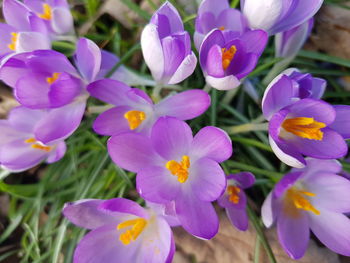 Close-up of purple crocus flowers