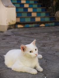 White cat sitting on a floor