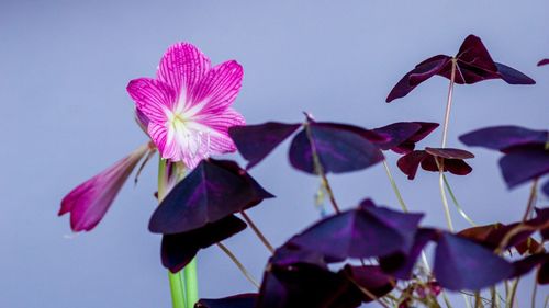 Close-up of pink flowering plant