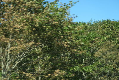 Trees growing on field against sky