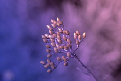 Close-up of purple flowering plant