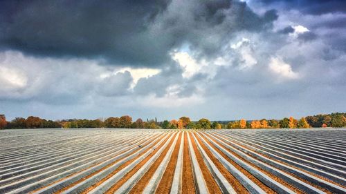 Scenic view of agricultural field against sky