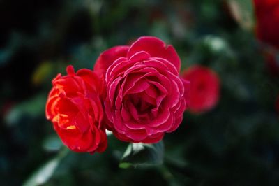 Close-up of red rose