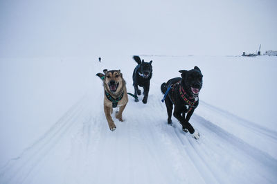 Dogs on snow covered land