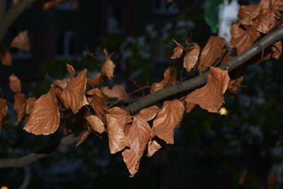 Close-up of dry leaves on tree during autumn