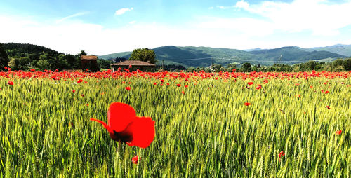 Red poppy flowers growing on field