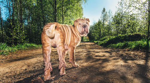 Portrait of dog on field