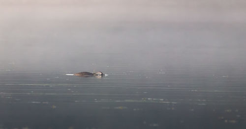 Ducks swimming in lake