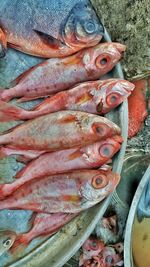 Close-up of fish
