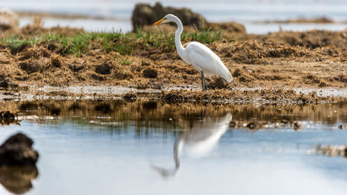 High angle view of gray heron by lake