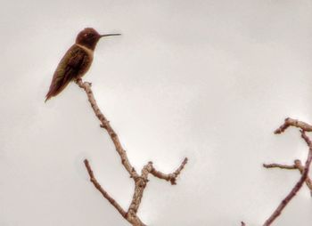 Close-up of bird perching on wall