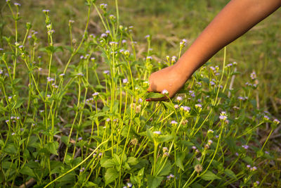 Close-up of hand touching grass on field