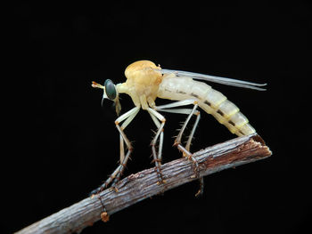 Close-up of insect perching on black background