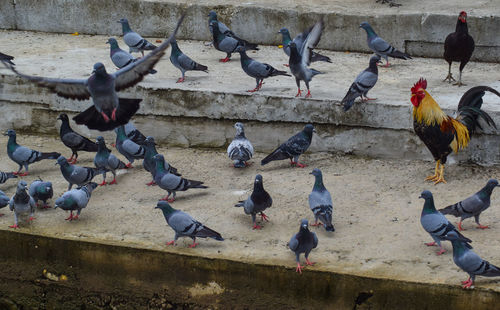 High angle view of pigeons on street