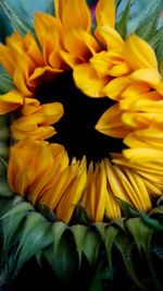 Close-up of yellow sunflower blooming outdoors