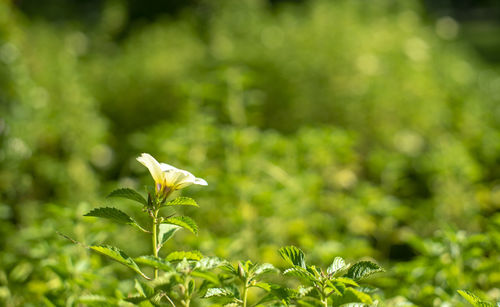 Close-up of plant