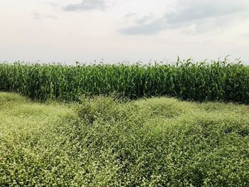 Crops growing on field against sky