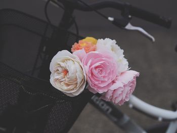 Close-up of pink rose