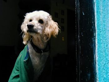 Dog looking at camera