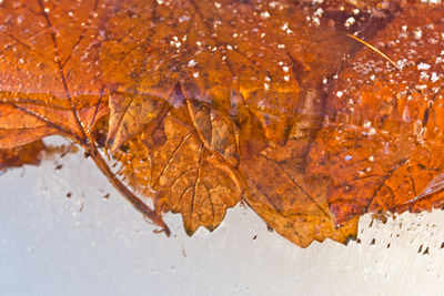 Close-up of leaves