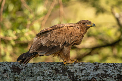 Steppe eagle perched on branch with catchlight