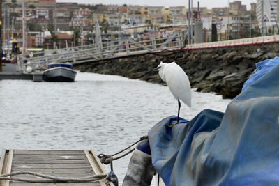 Seagull perching on a boat in river