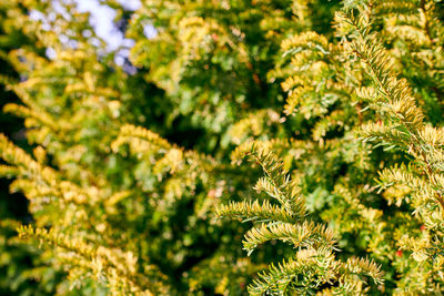 Taxus baccata evergreen yew tree foliage close up. european yew tree