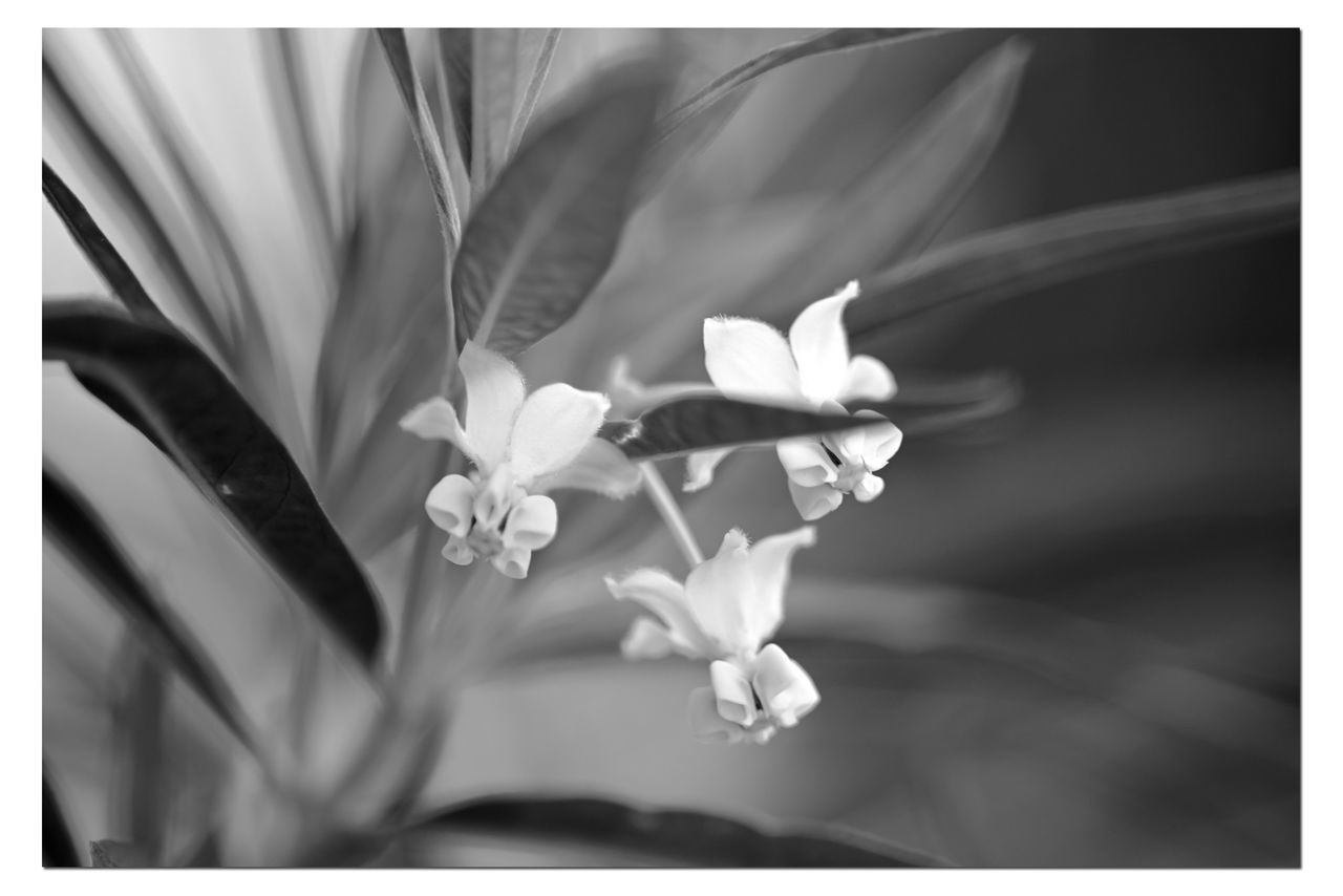 CLOSE-UP OF WHITE FLOWERING PLANTS