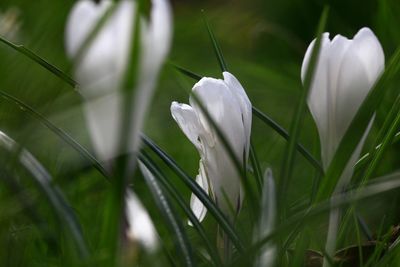 Close-up of white flowers