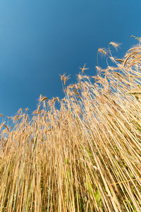 Low angle view of stalks against blue sky