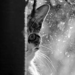 Close-up portrait of a cat