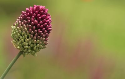 Close-up of pink flower buds