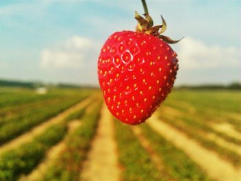 Close-up of crop in field