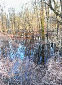 Bare trees in water