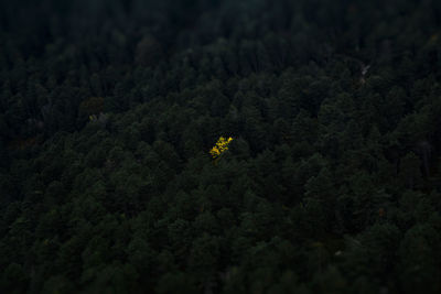 High angle view of yellow flowering plants on land