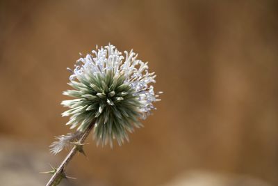 Close-up of white flower