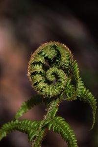 Close-up of green leaves