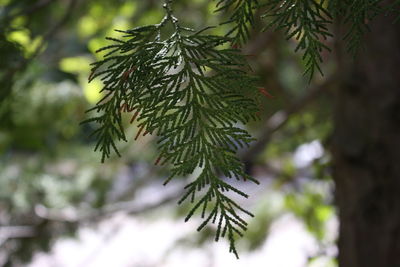 Close-up of tree branch