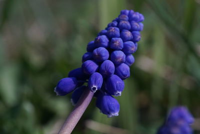 Close-up of purple flowers