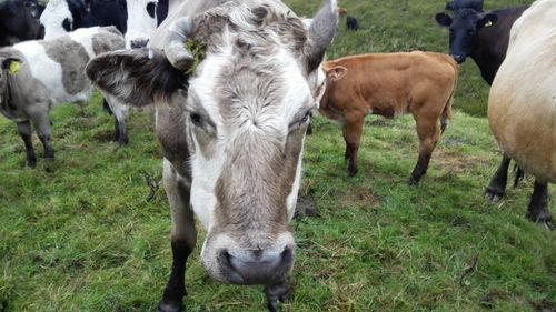 Horse grazing on field