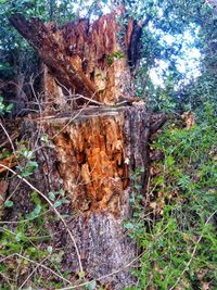Close-up of tree trunk in forest