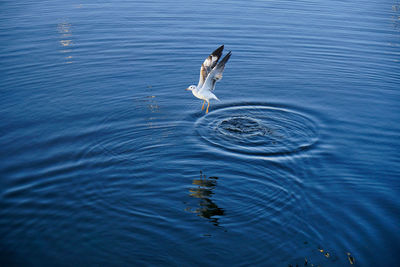 Seagull flying over blue lake