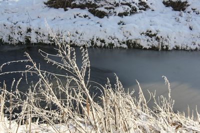 Close-up of grass in lake during winter