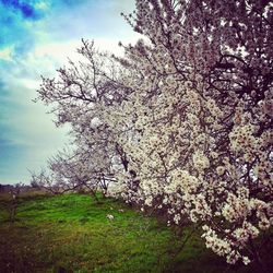 Low angle view of blooming tree