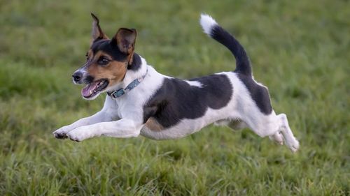 Dog running on grassy field