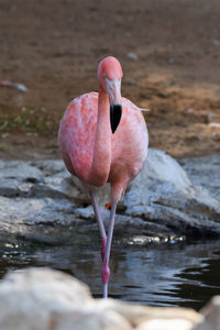 View of a bird on rock