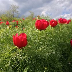 Close-up of red poppy flowers growing on field