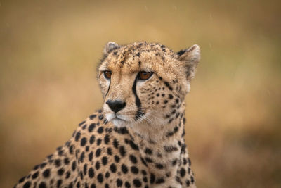 Cheetah looking away in forest